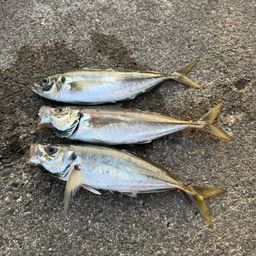 アジ