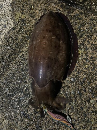 モンゴウイカの釣果