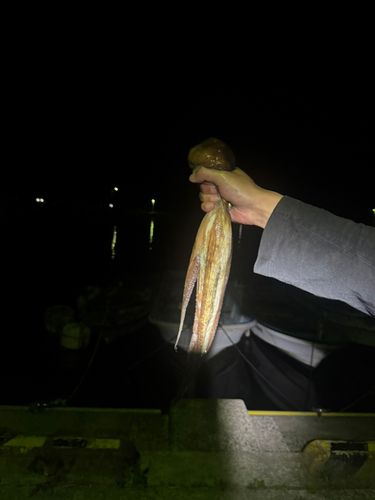 タコの釣果