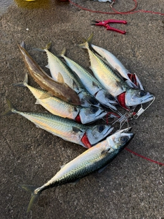 サバの釣果