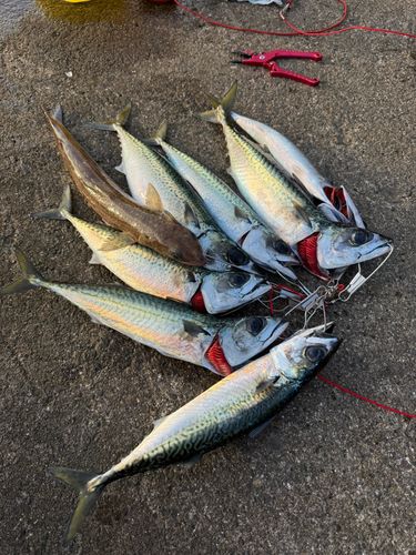 サバの釣果