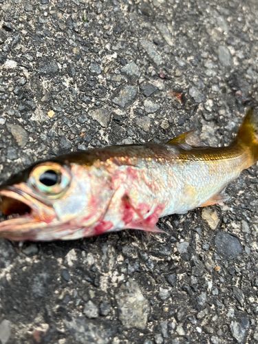 ムツの釣果