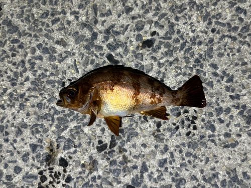 アカメバルの釣果