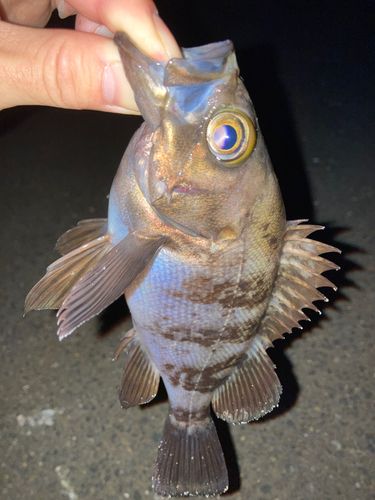 クロメバルの釣果