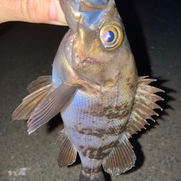 クロメバル