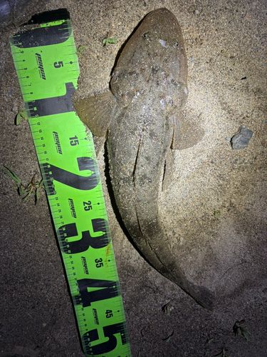 マゴチの釣果