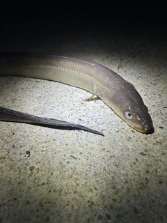 アナゴの釣果