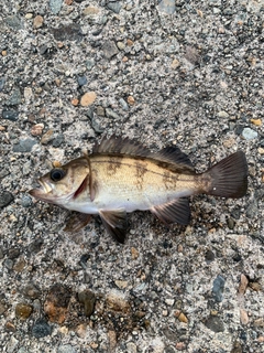 メバルの釣果