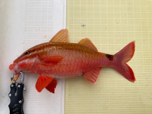 オジサンの釣果