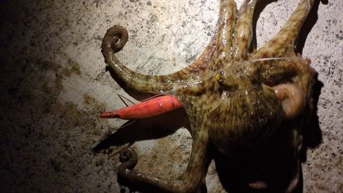 マダコの釣果