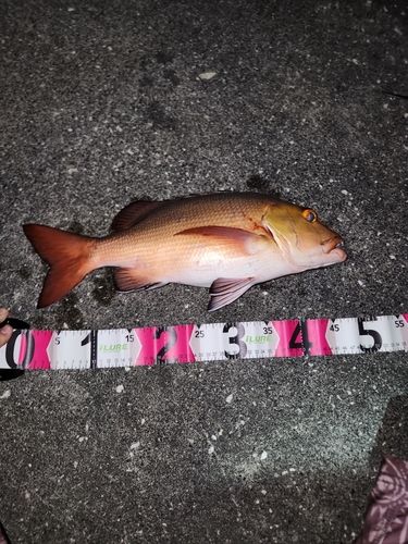バラフエダイの釣果