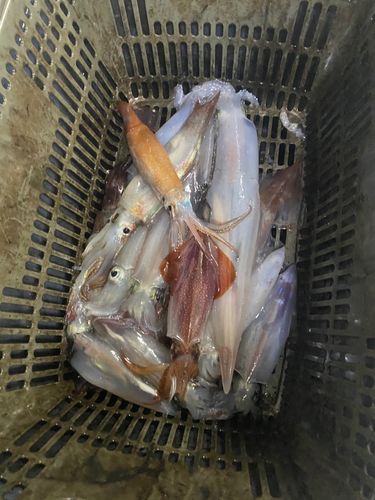 ケンサキイカの釣果