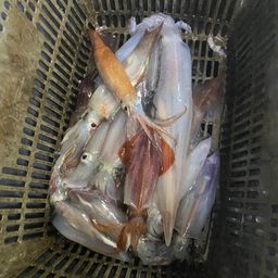 ケンサキイカ