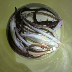 アナゴ