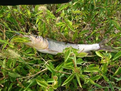 ハスの釣果