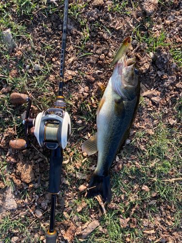 ブラックバスの釣果