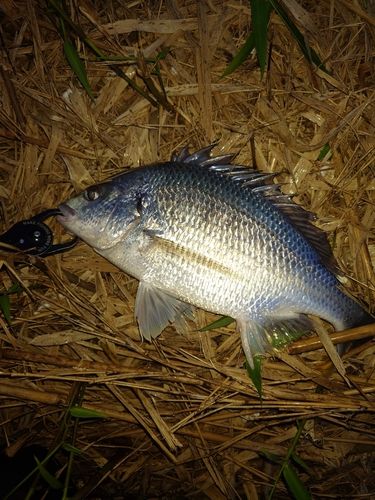 キビレの釣果