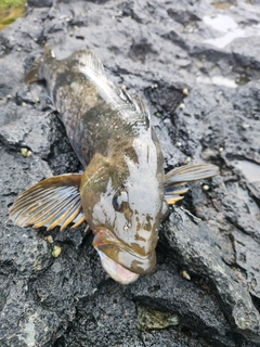 アイナメの釣果