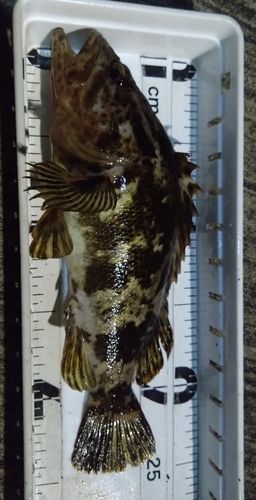 タケノコメバルの釣果