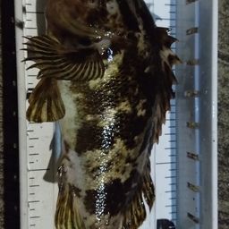 タケノコメバル