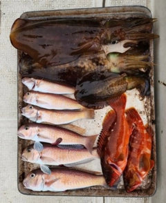 アオリイカの釣果