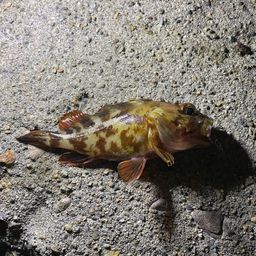ガシラ