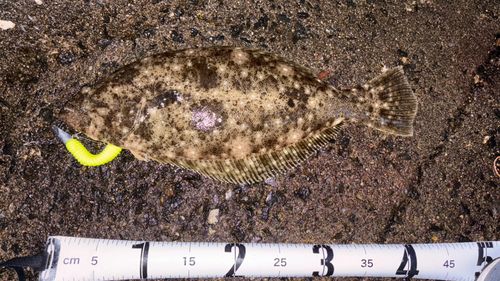 ヒラメの釣果