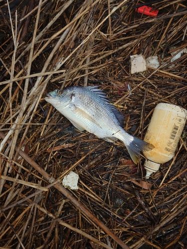 キビレの釣果