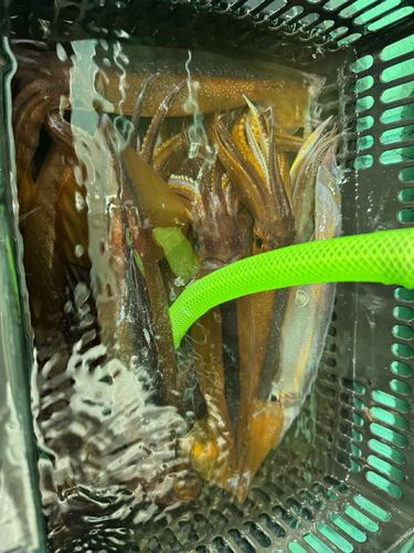 スルメイカの釣果
