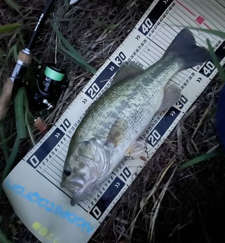 ブラックバスの釣果