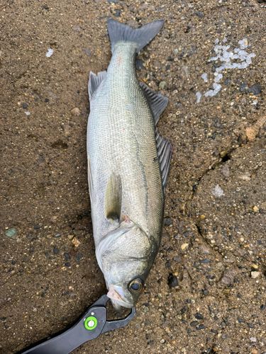セイゴ（マルスズキ）の釣果
