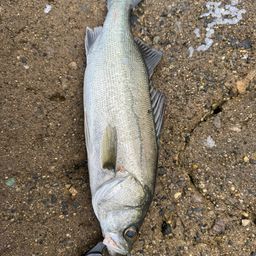 セイゴ（マルスズキ）