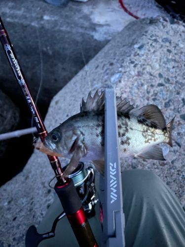 アカメバルの釣果