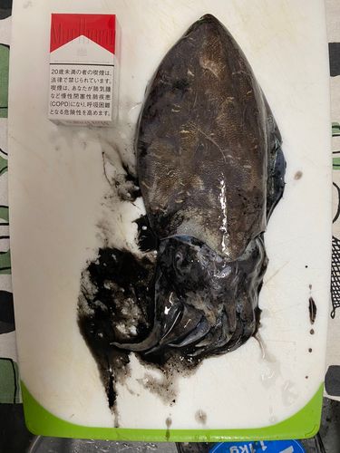 モンゴウイカの釣果