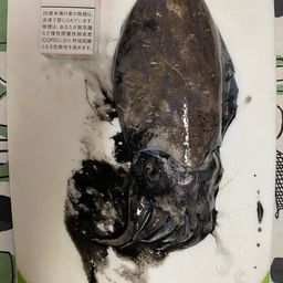 モンゴウイカ