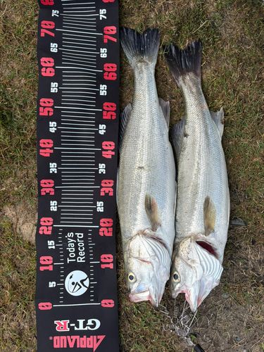 シーバスの釣果