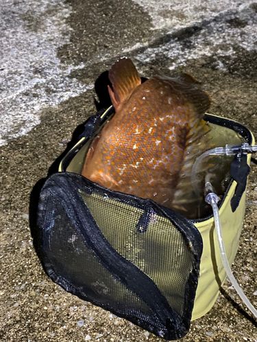 キジハタの釣果