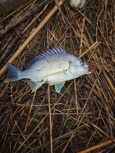 キビレの釣果