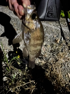 アカメバルの釣果