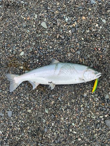 サクラマスの釣果