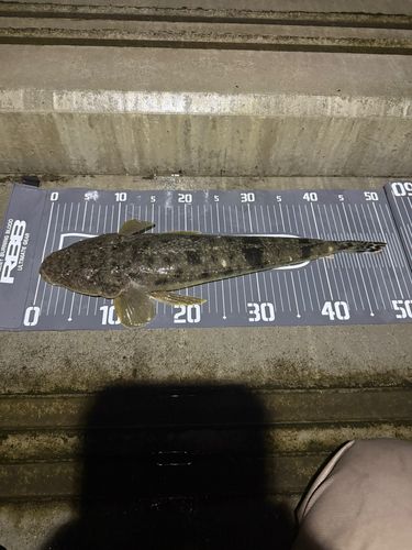 マゴチの釣果