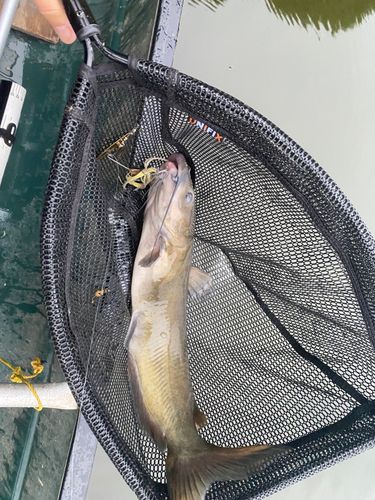 アメリカンキャットフィッシュの釣果