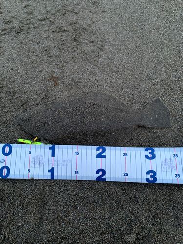ソゲの釣果