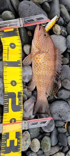 オオモンハタの釣果