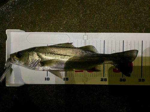 セイゴ（マルスズキ）の釣果