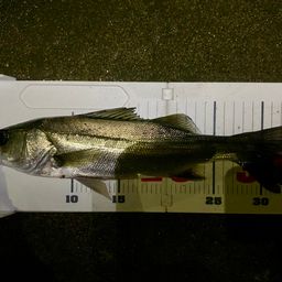 セイゴ（マルスズキ）