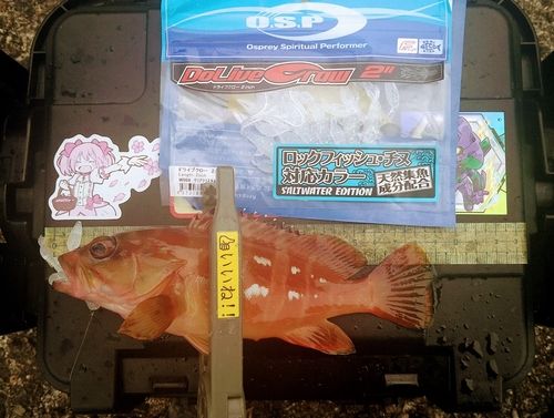 アカハタの釣果