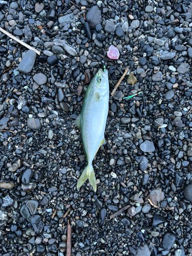 ワカシの釣果