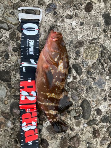 キジハタの釣果