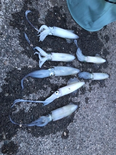 マメイカの釣果